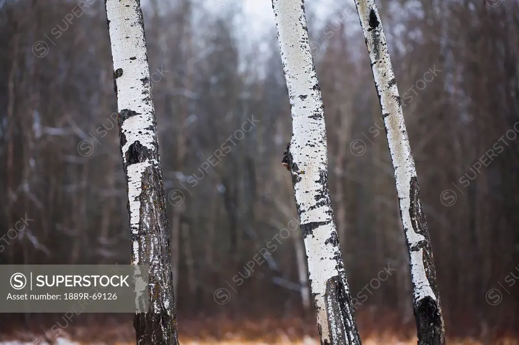 white poplar trunks in the snow, edmonton alberta canada