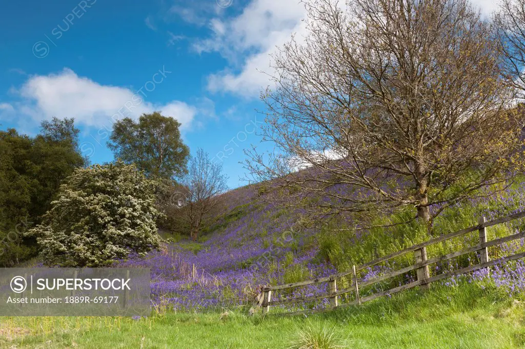 a hillside with blue wildflowers and trees and a wooden fence, northumberland england