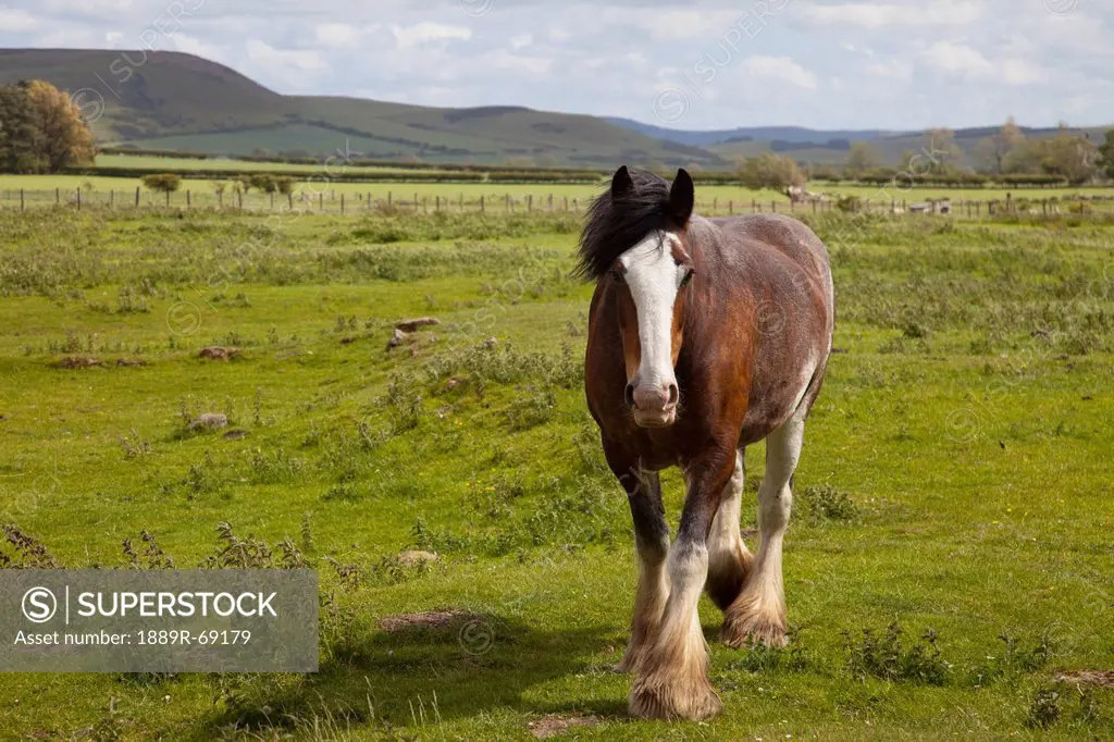 clydesdale horse in a field, northumberland england