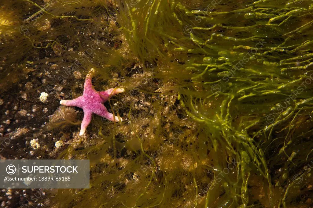 a starfish under shallow water, northumberland england