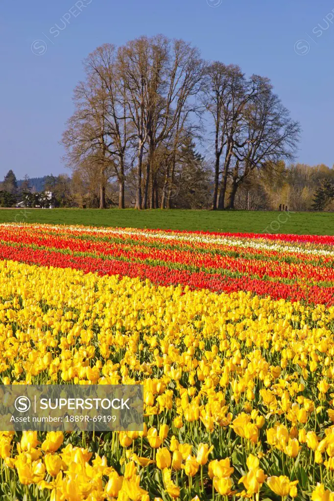 rows of red and yellow tulips at wooden shoe tulip farm, woodburn oregon united states of america