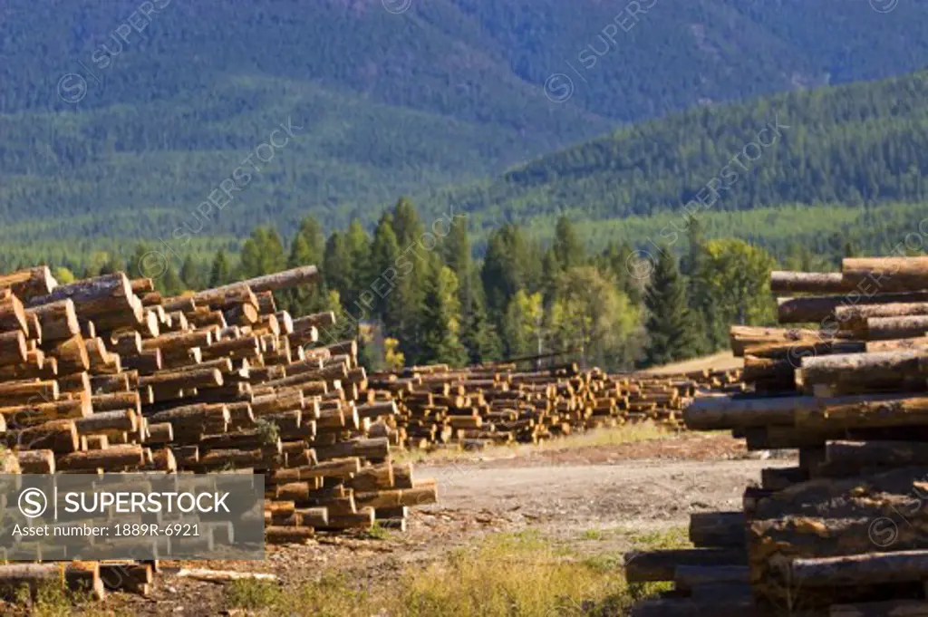 Piles of logs