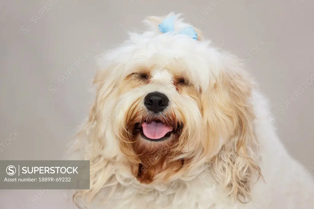 a white dog with a blue bow in it´s hair, portland oregon united states of america