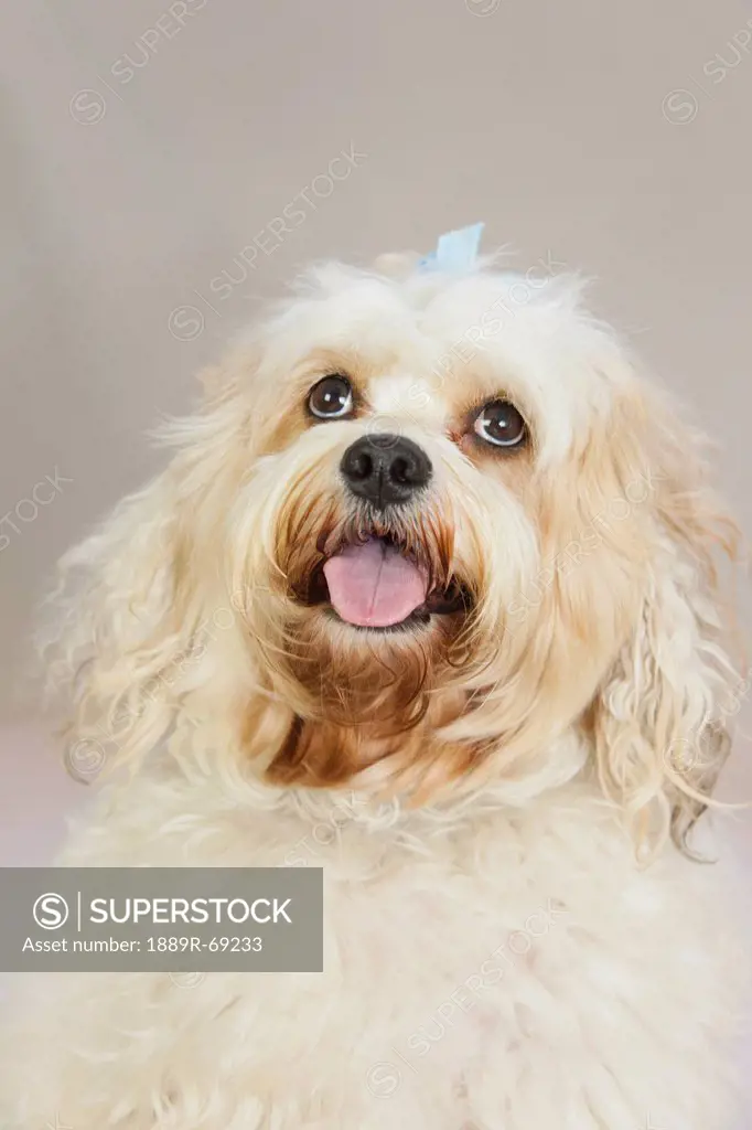 a white dog with a blue bow in it´s hair looking upwards, portland oregon united states of america