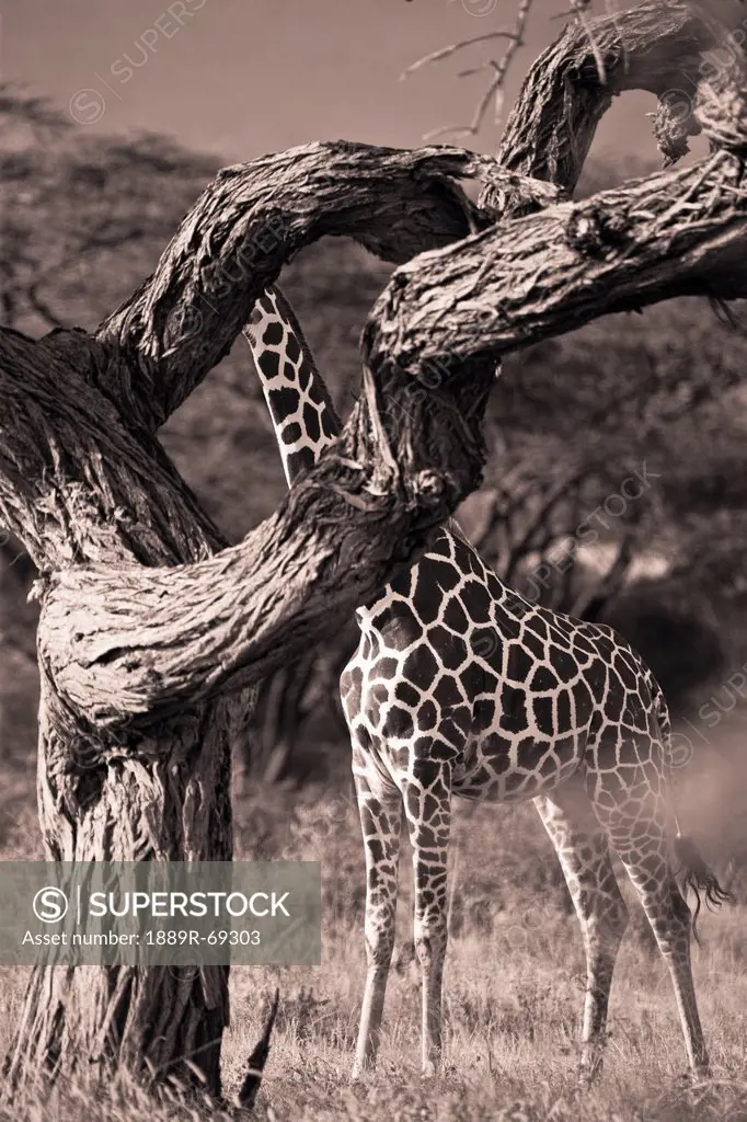 a giraffe giraffa camelopardalis hiding behind a tree, samburu kenya