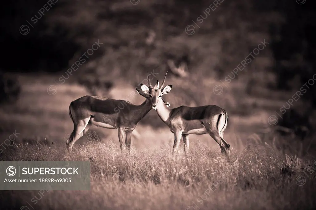two antelopes in a field, samburu kenya