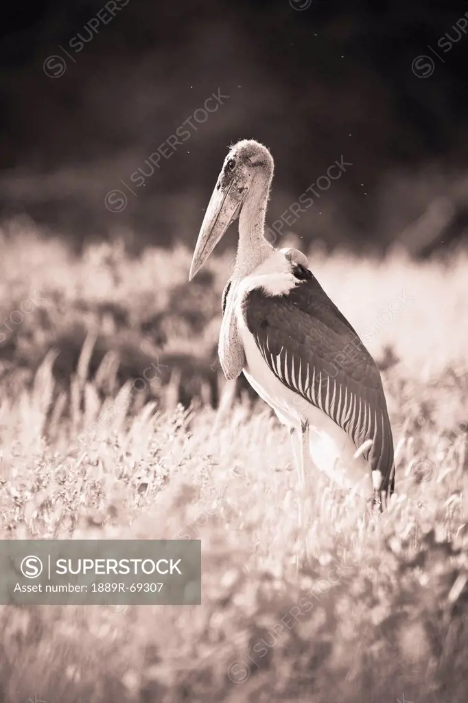 a large bird stands in the grass, samburu kenya