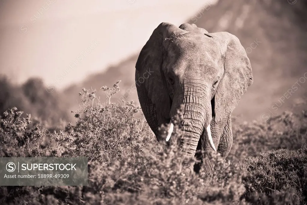 an elephant walking in the bush, samburu kenya