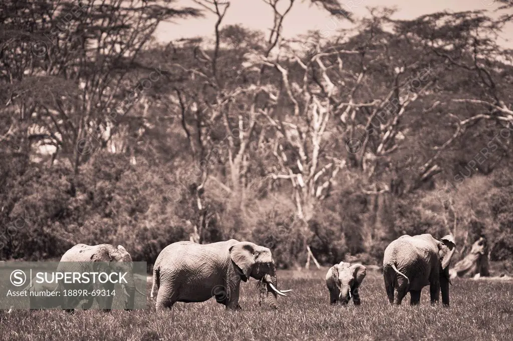 a group of elephants, kenya