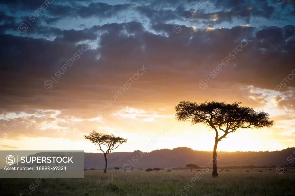 trees and animals across an african landscape at sunset, kenya
