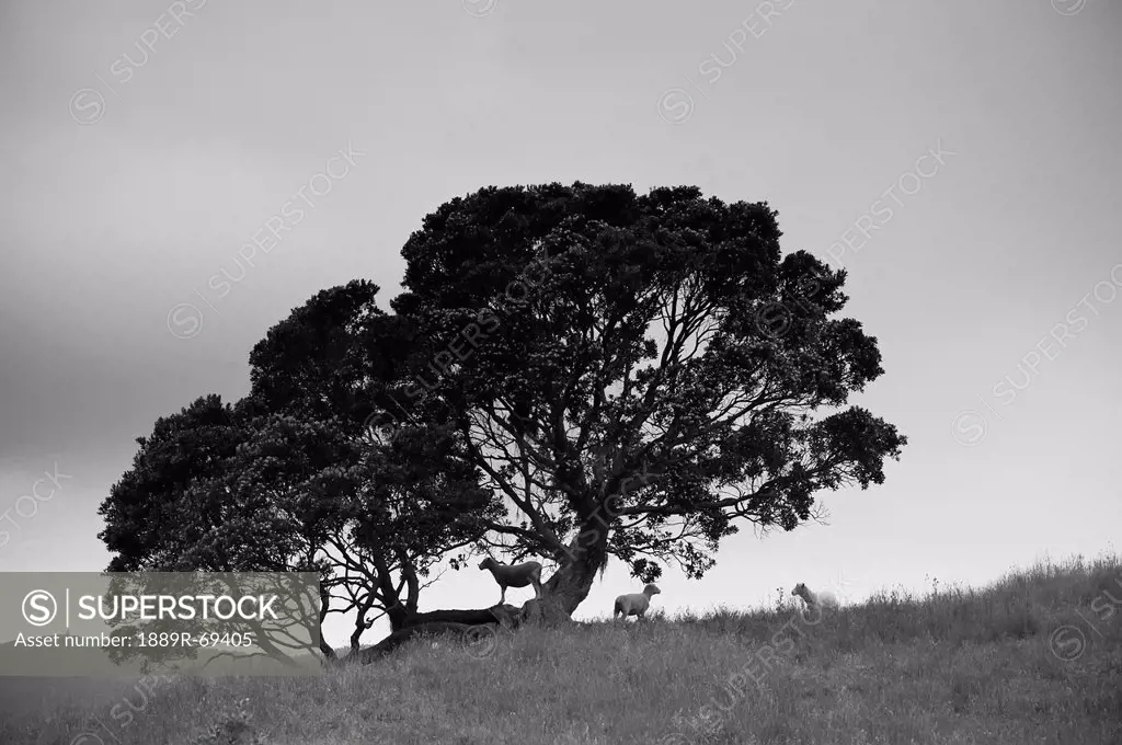 silhouette of a tree with sheep standing underneath, new zealand