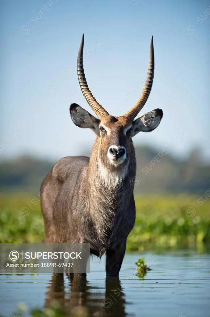 an antelope standing in shallow water, kenya