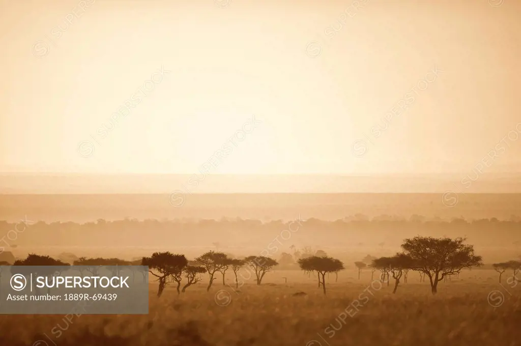 trees on the savannah at sunset, masai mara kenya