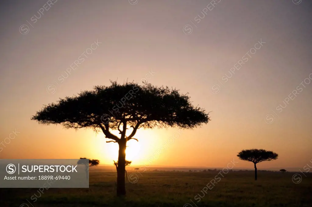 trees on the savannah with the sun glowing at sunset, masai mara kenya