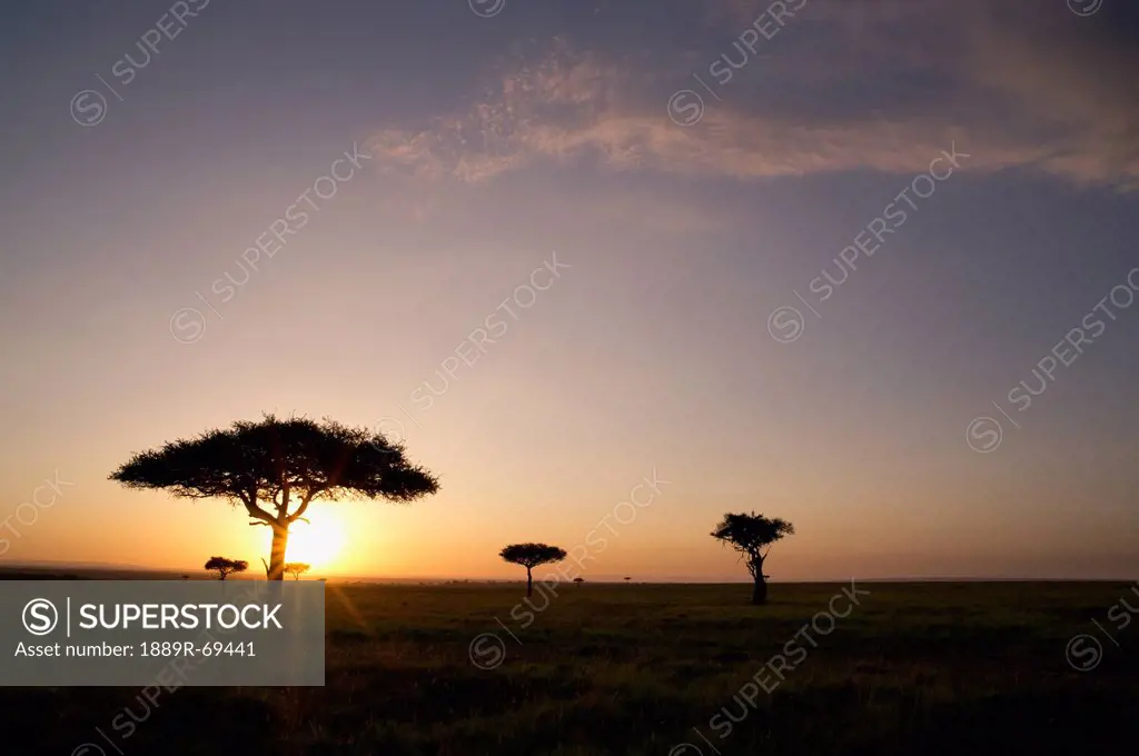 trees on the savannah with the sun glowing at sunset, masai mara kenya