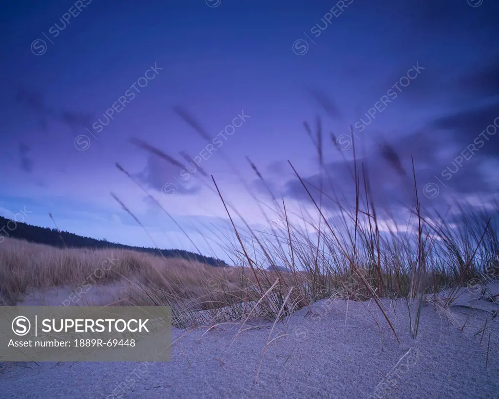 long grass in the sand, umpqua oregon united states of america