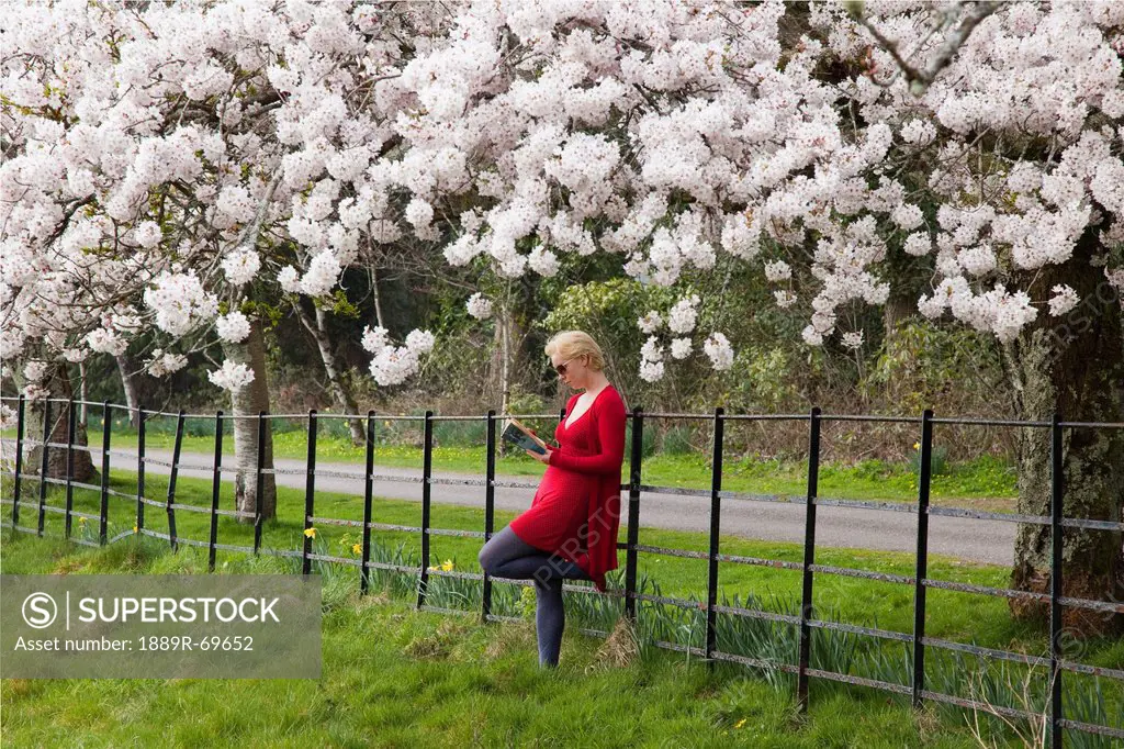 a young woman leans against a fence and reads a book under the cherry blossom trees, killarney county kerry ireland
