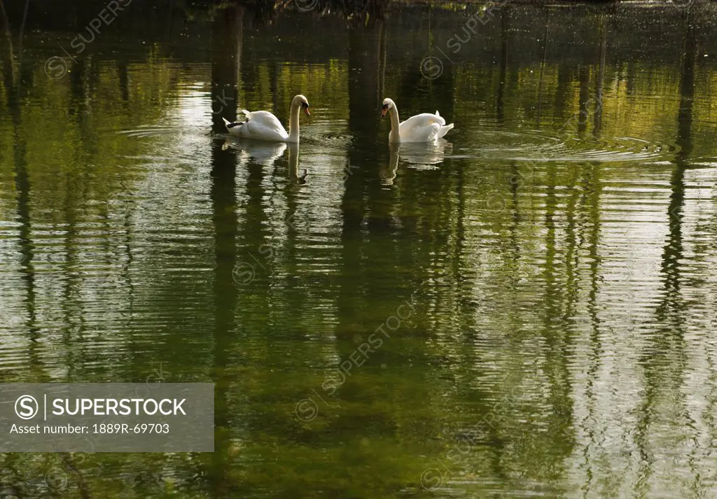 two swans on a pond, kilkenny county kilkenny ireland