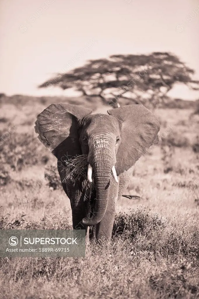 An Elephant Carrying Long Grass In It´s Mouth, Samburu Kenya