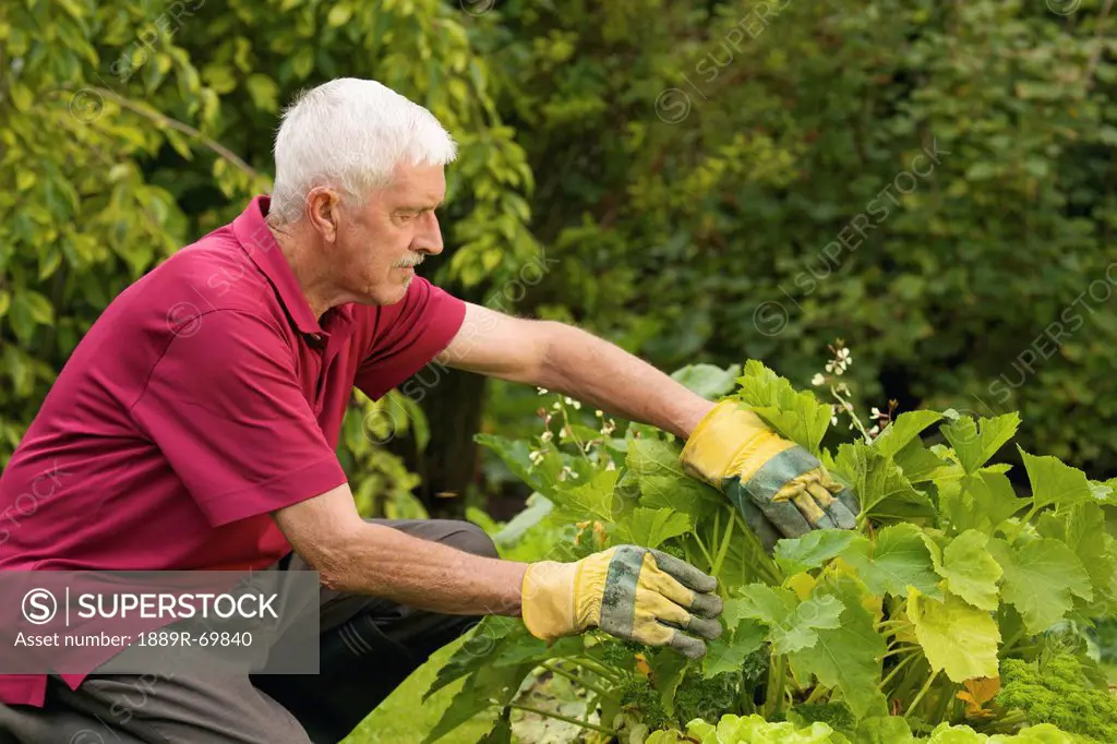 a man gardening, naas, county kildare, ireland