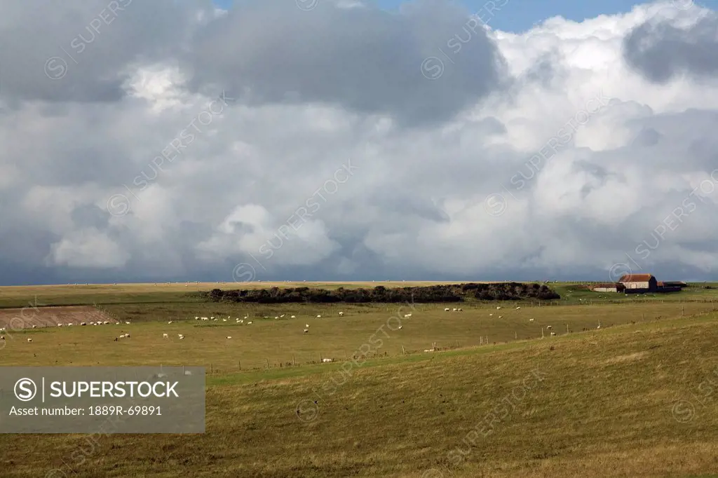 a flock of sheep grazing in a pasture, south downs, sussex, england