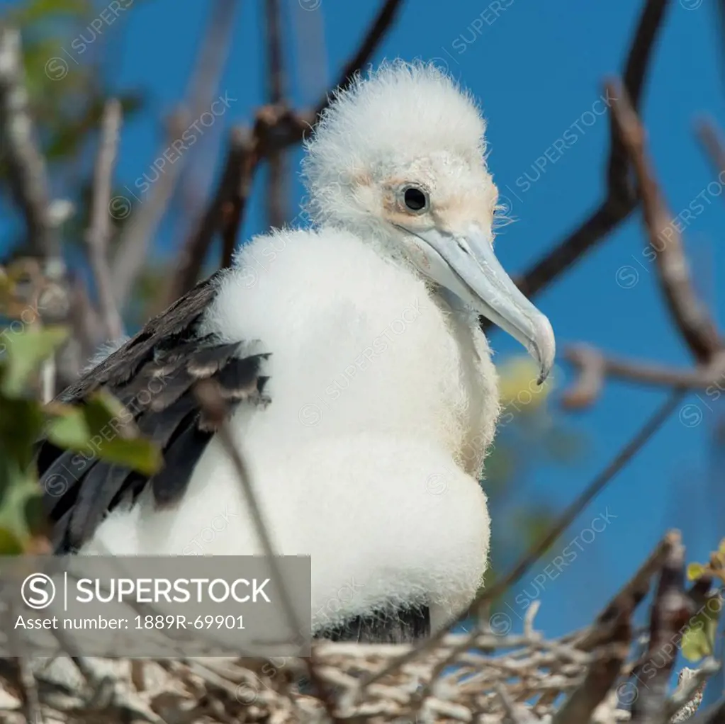 a frigatebird sitting in a nest, galapagos, equador