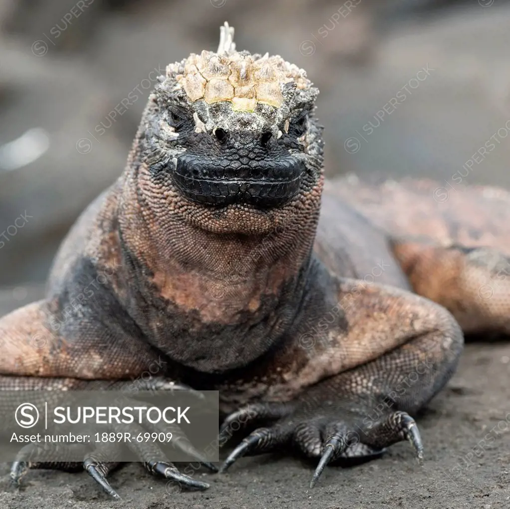 marine iguana amblyrhynchus cristatus, galapagos, equador