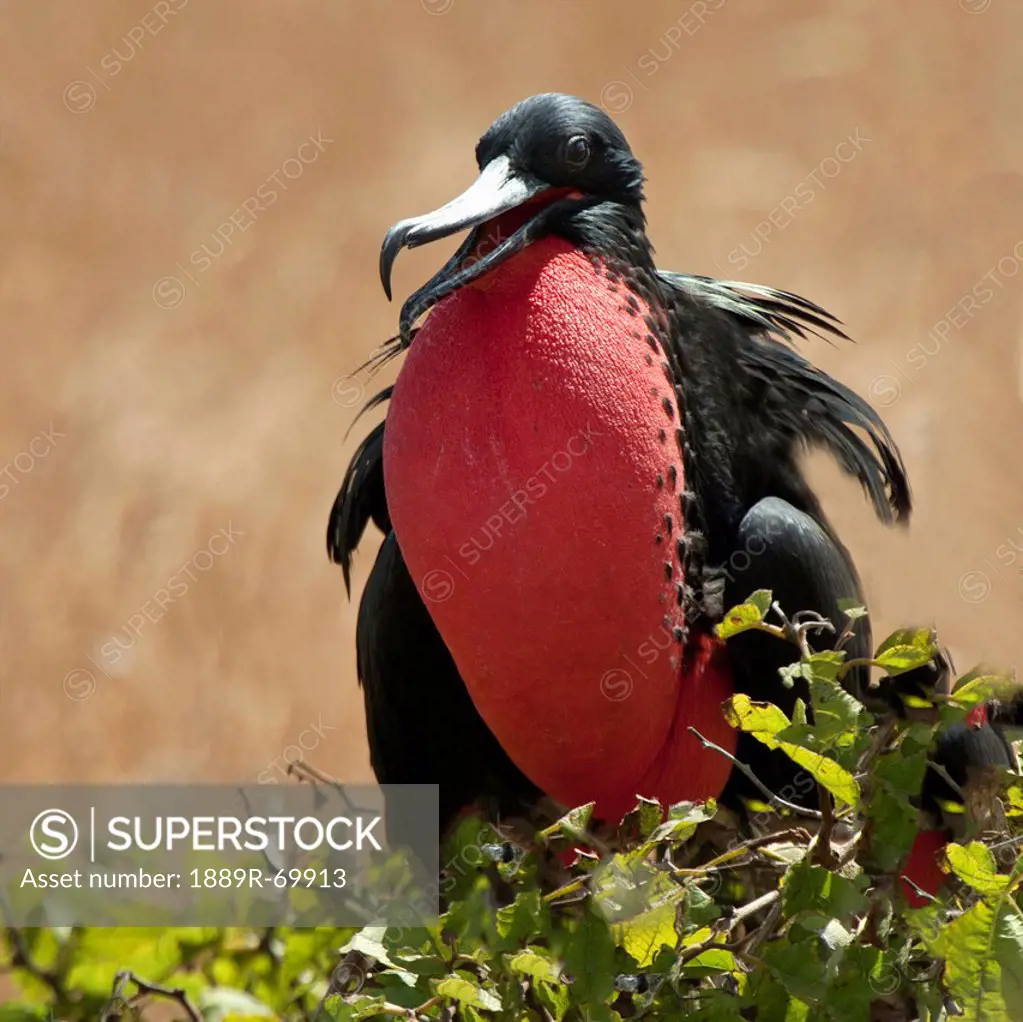 frigatebird with an inflated red throat pouch, galapagos, equador
