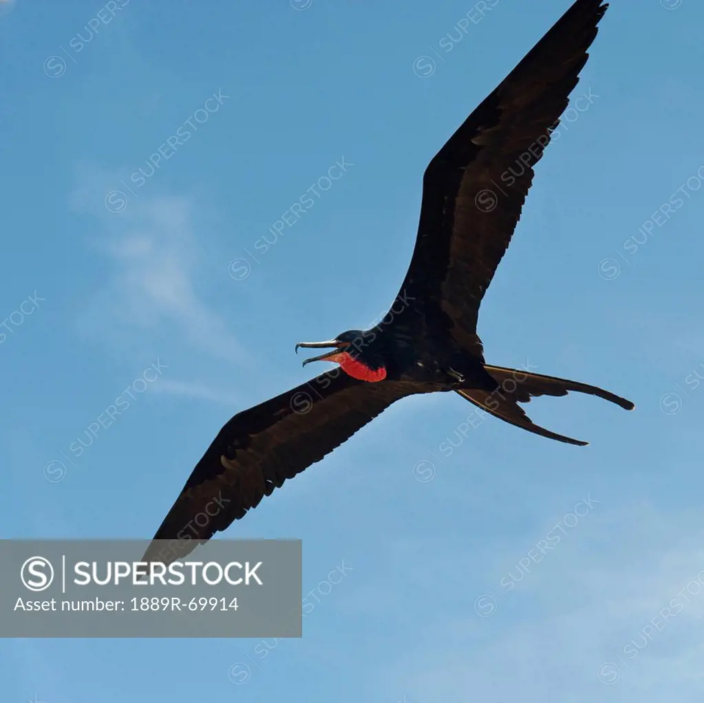 a frigatebird in flight, galapagos, equador