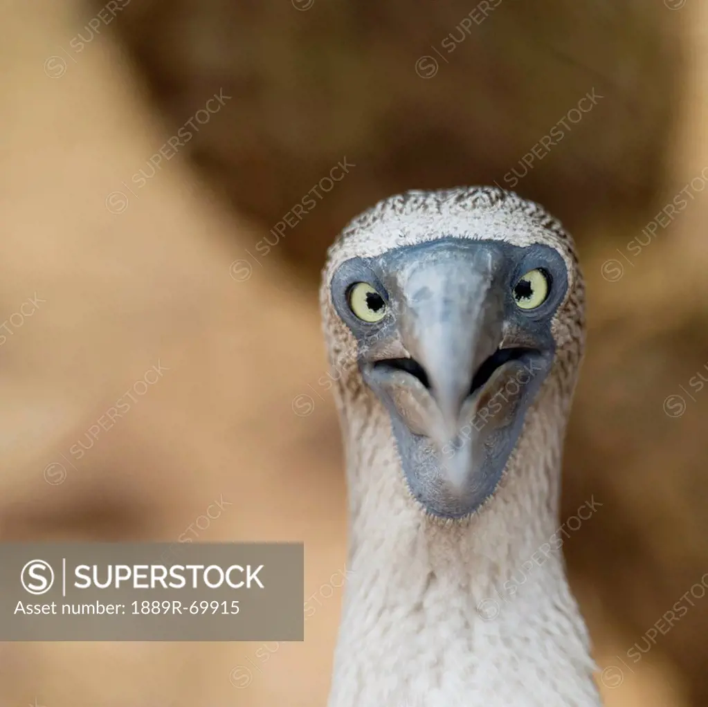 a blue_footed booby staring, galapagos, equador