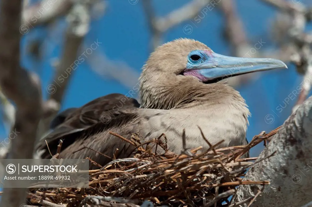 red_footed booby sula sula sitting in a nest, galapagos, equador