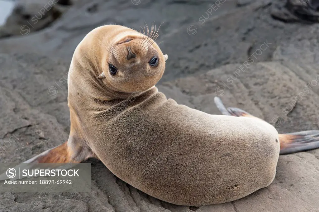 fur seal otariidae looking back upside down, galapagos, equador