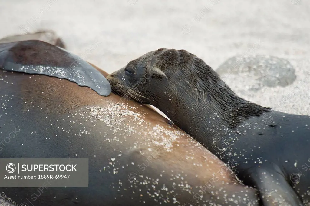 seal lion otariidae and it´s pup, galapagos, equador