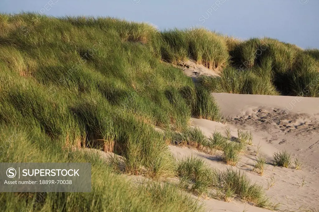grassy hill on a sandy beach, newport oregon united states of america