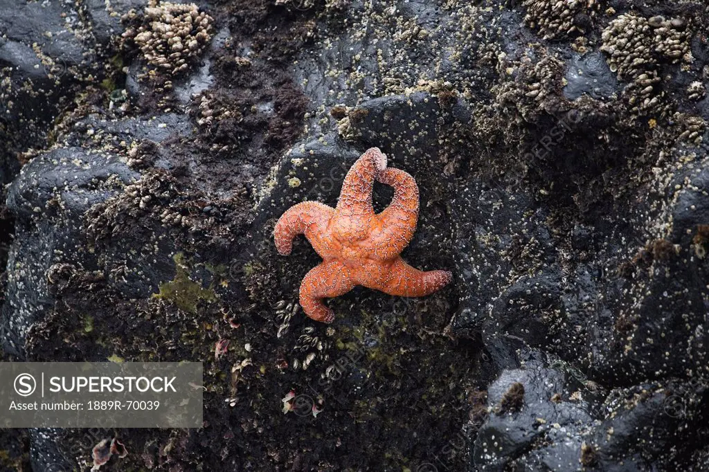 orange starfish gripping on a large rock, cape perpetua oregon united states of america