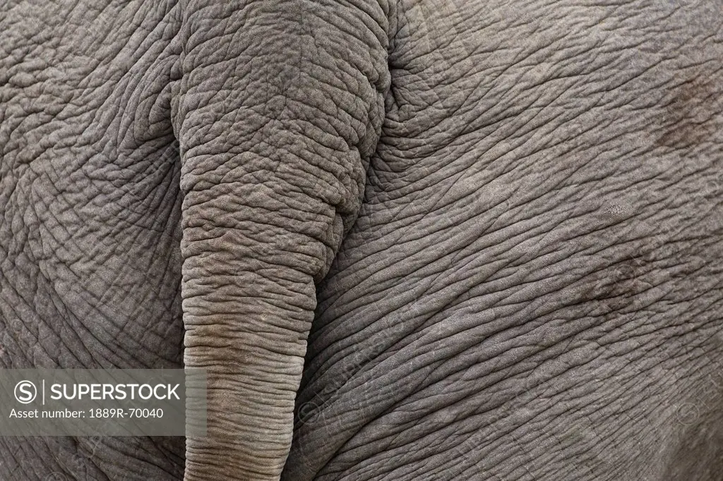 close_up of the rear of an elephant, calgary alberta canada