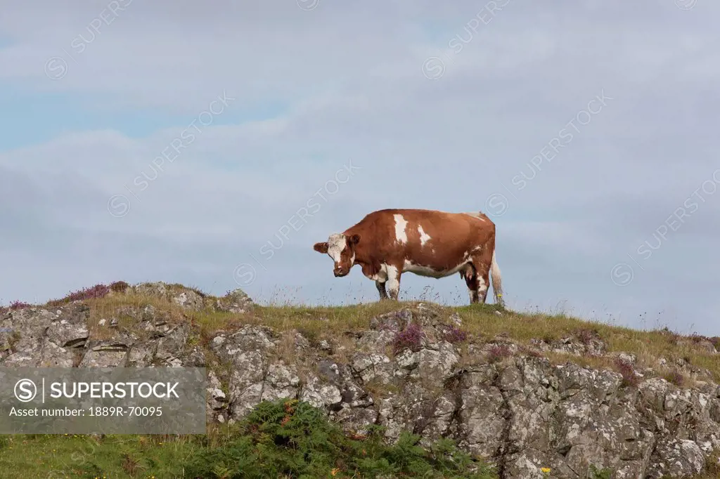a cow grazes at the top of a hill, ardnamurchan argyl scotland