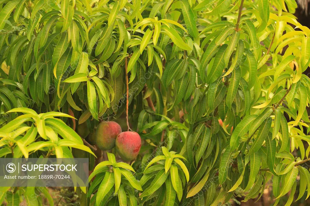 mango tree, baja california sur mexico