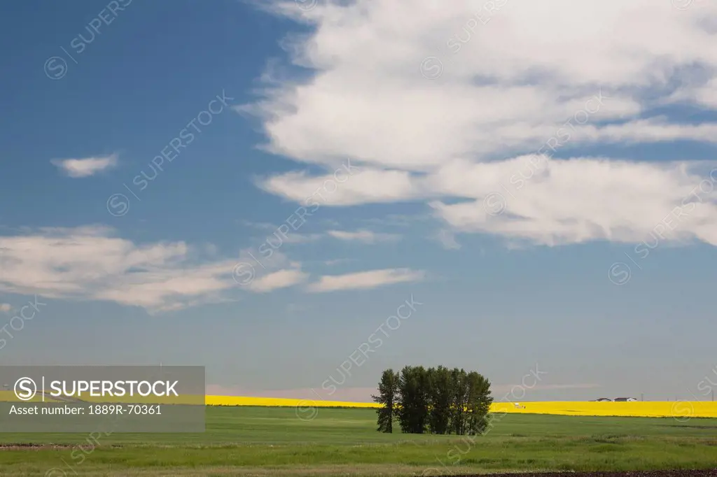 a group of trees in a green field with flowering canola on the distance with blue sky and clouds, alberta canada