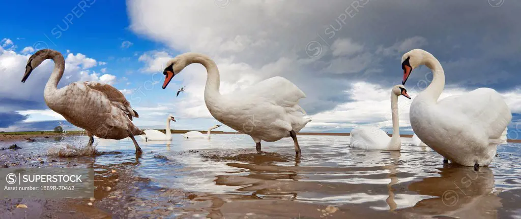swans wading in the shallow water, holy island northumberland england