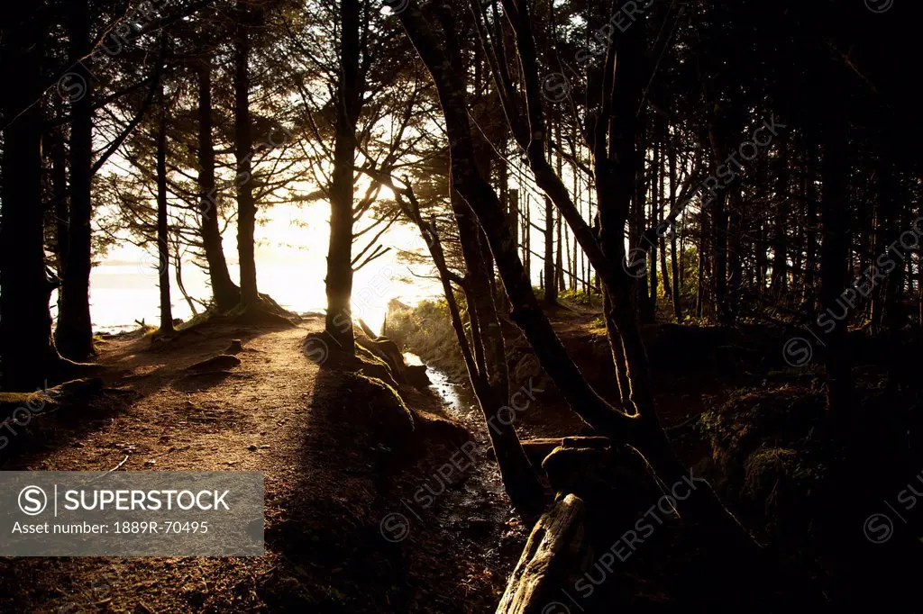 sunlight filters through the trees along a path leading to chesterman´s beach and frank´s island near tofino, british columbia canada