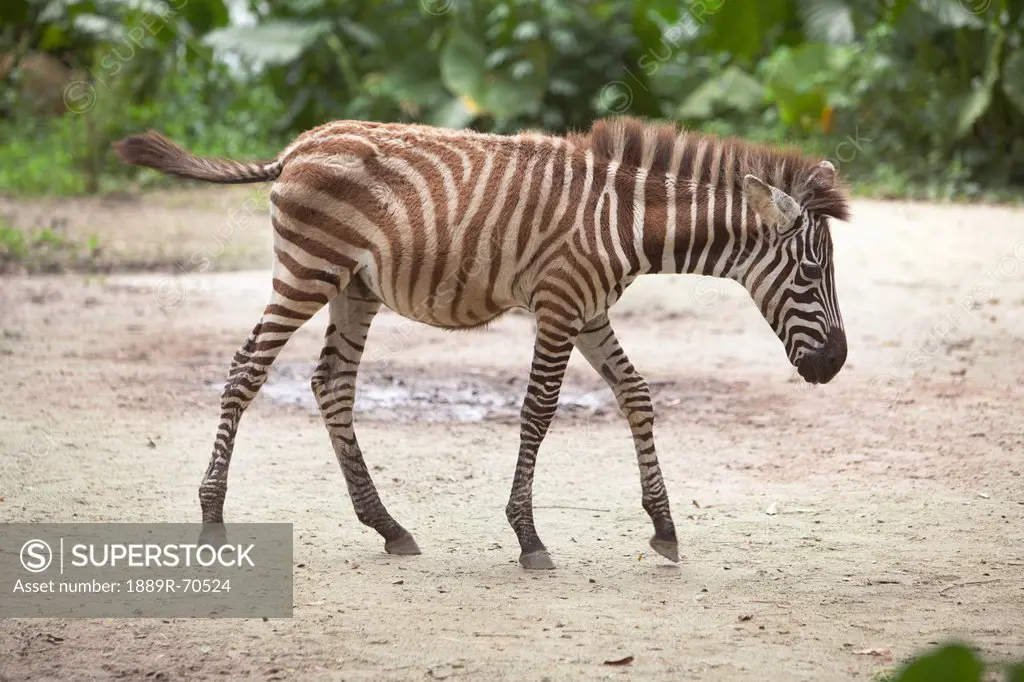 a baby zebra walks at the singapore zoo, singapore