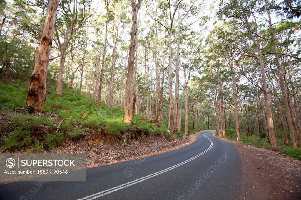 the highway that cuts through the karri trees in the boranup forest near margaret river, western australia australia