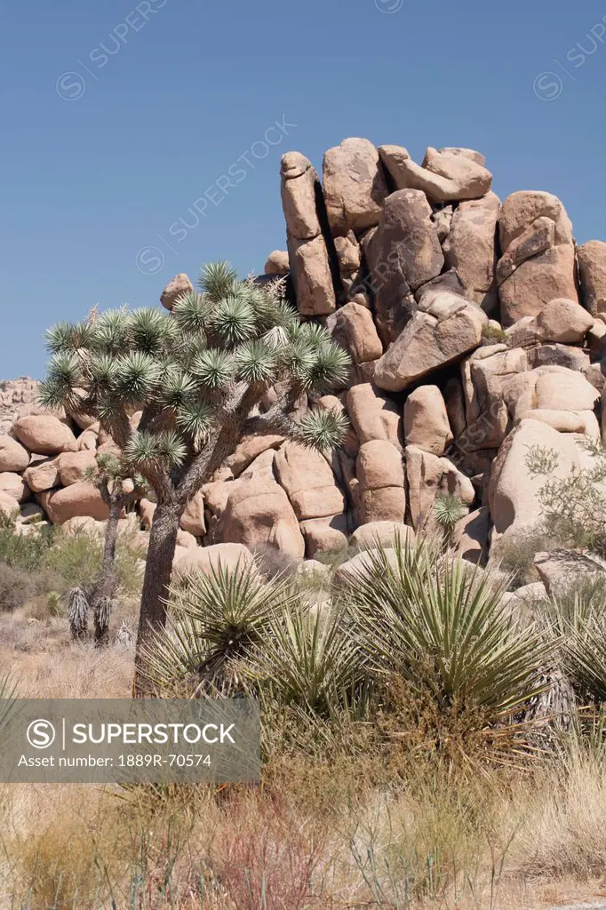 yucca trees in the desert with rounded rock boulders and blue sky, palm springs california united states of america
