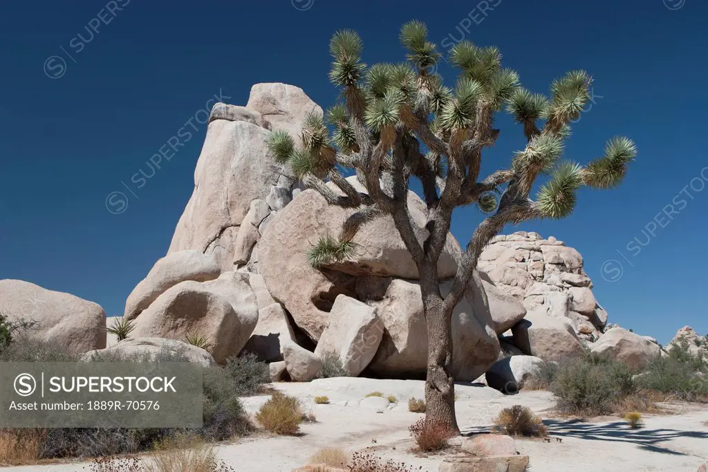 yucca tree in the desert with rock formation and blue sky, palm springs california united states of america