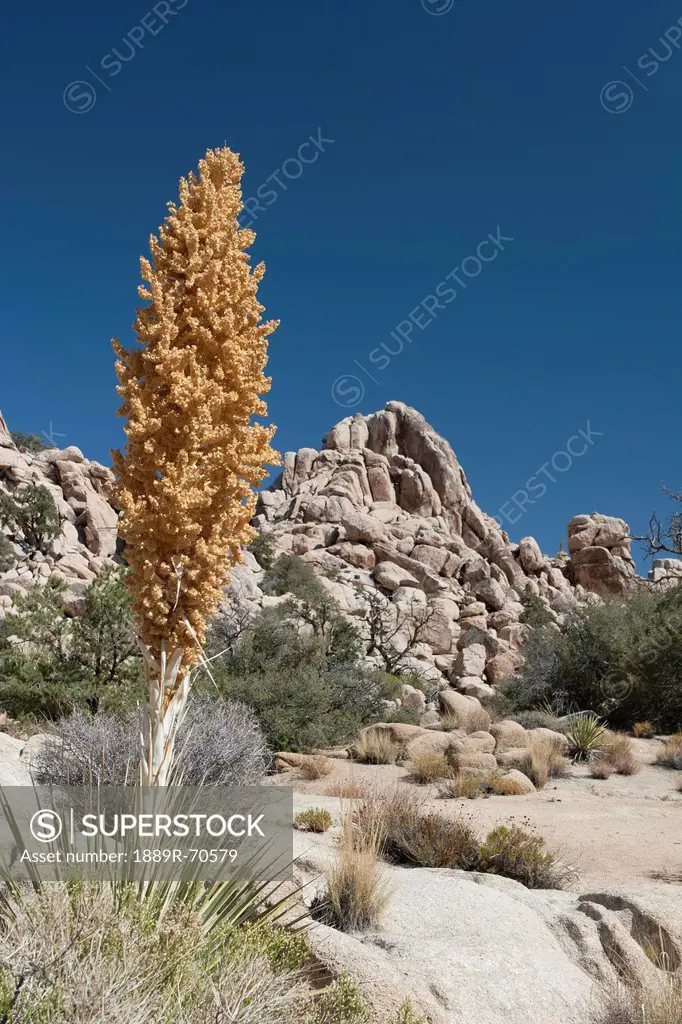 yucca seed pod in desert with rounded boulders in the distance with deep blue sky, palm springs california united states of america