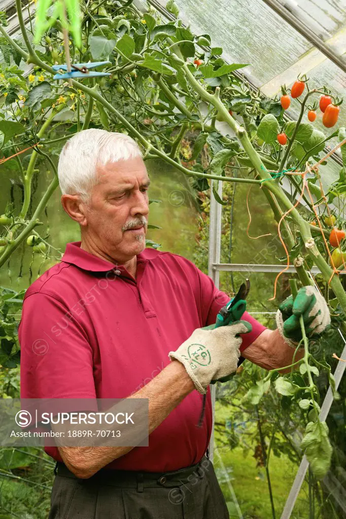 a man working in a greenhouse wearing gardening gloves, naas, county kildare, ireland