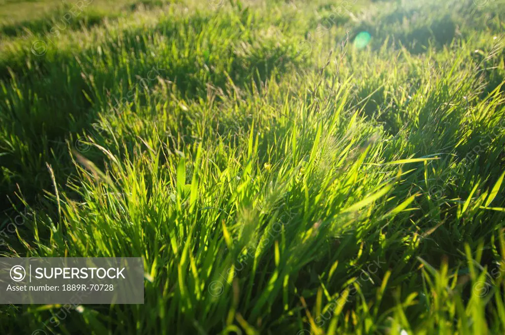 long green grass in the sunlight, petaluma, california, united states of america