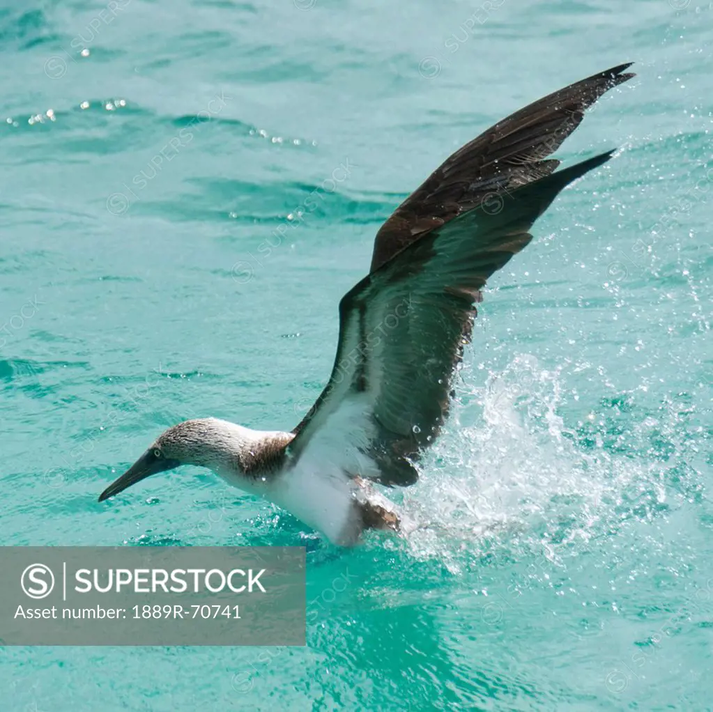a blue_footed booby sula nebouxii landing on the water, galapagos, equador