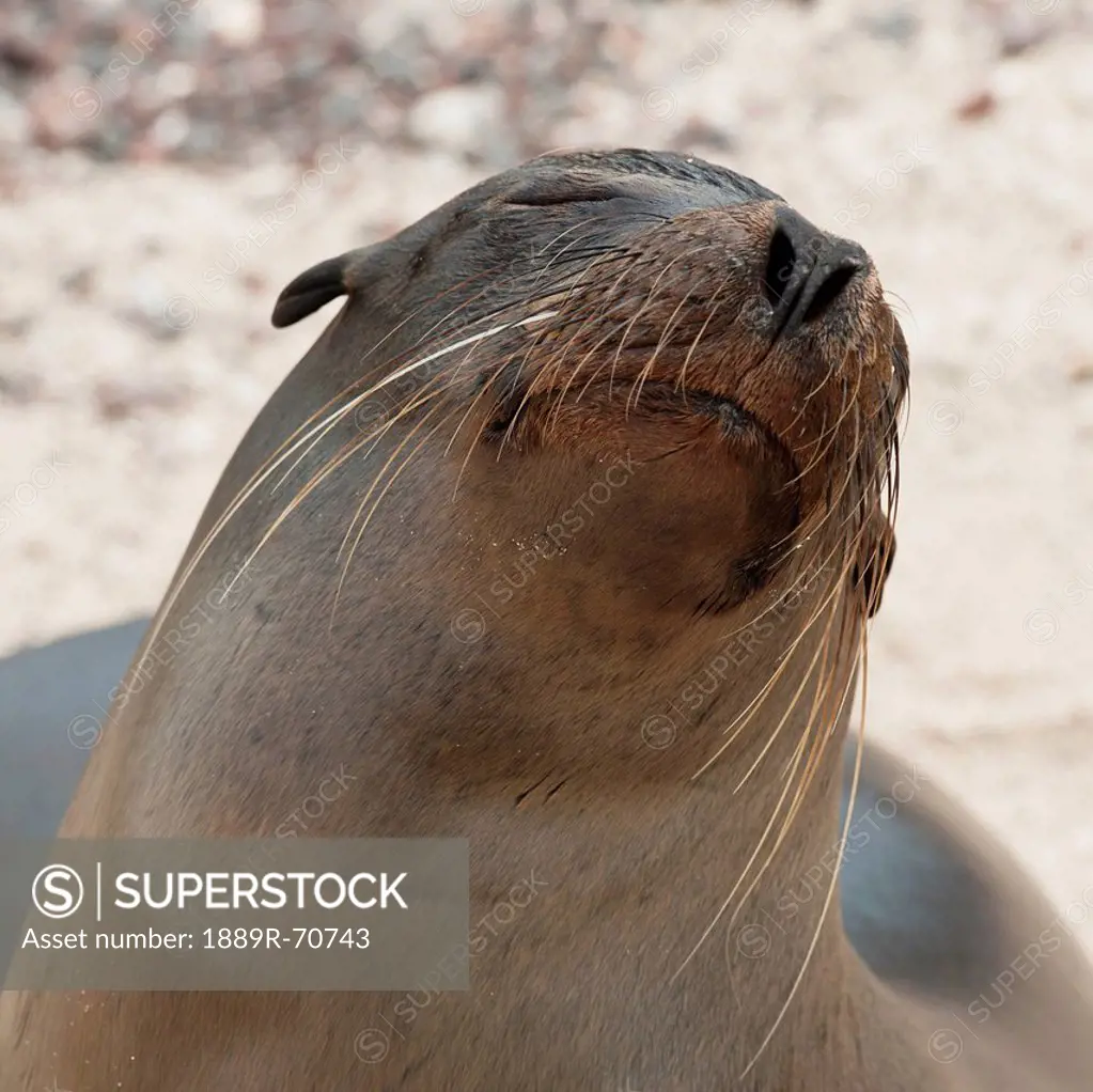 whiskers on the face of a fur seal otariidae, galapagos, equador